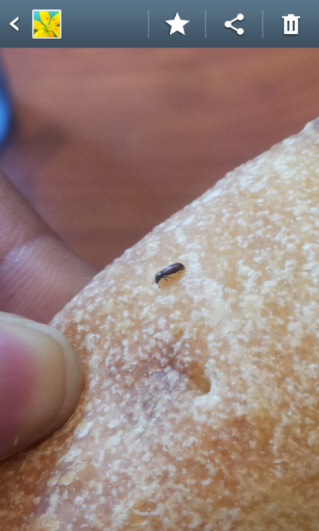 bug in pizza mercer university