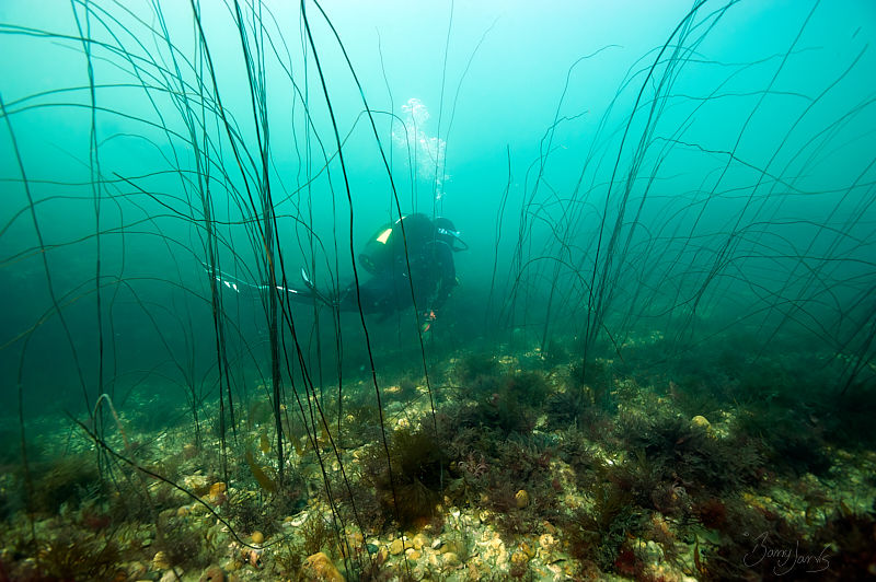 Scuba Diver Swimming away through long strands of bootlace weed.