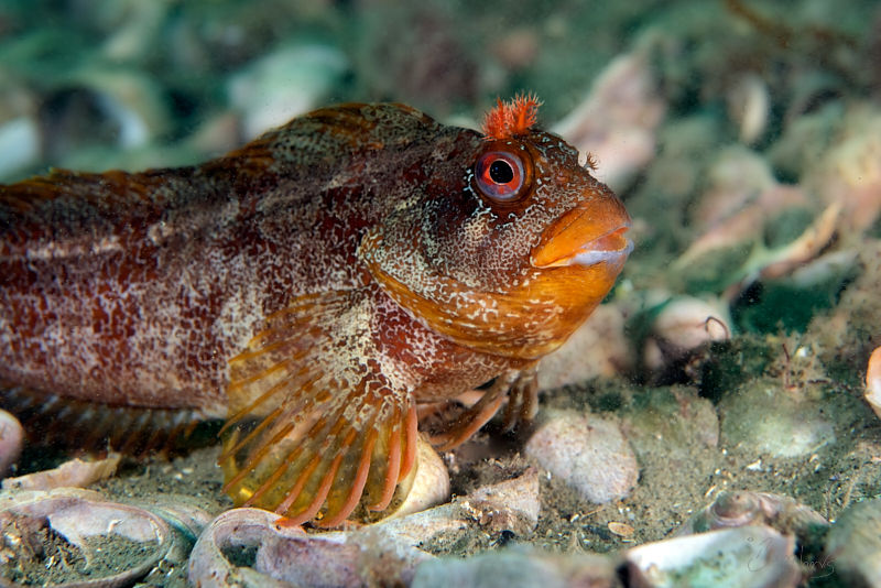 Small brown tompot blenny resting on fins on the sea be