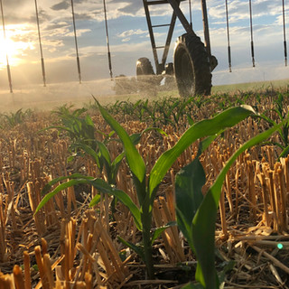 White Food Grade Corn