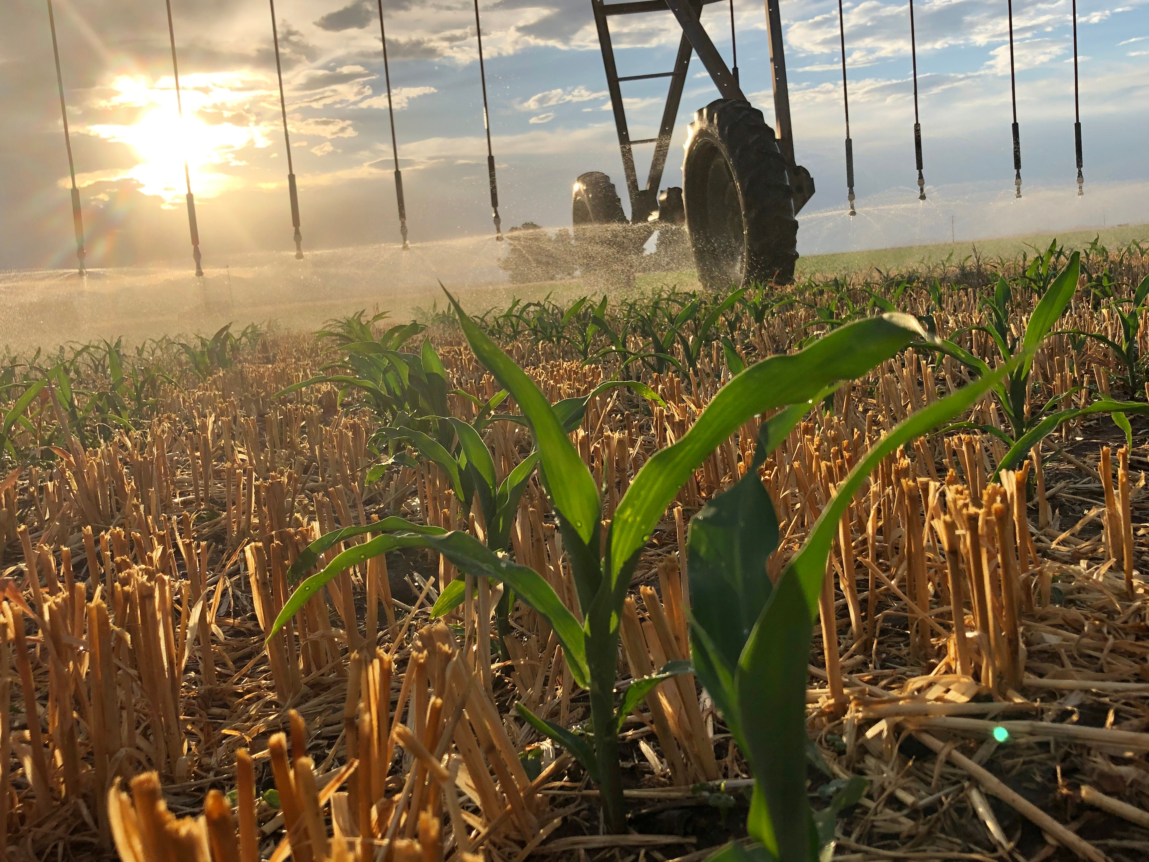 Healthy plants produce a quality end product.