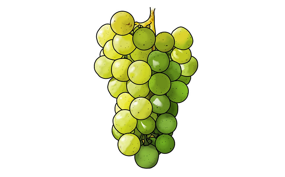 A bunch of Riesling grapes (drawn by the Wine Smeller)