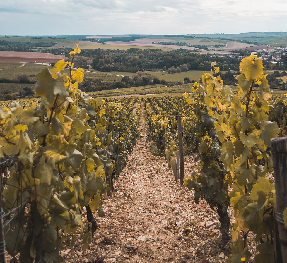 Vines in the Chablis region