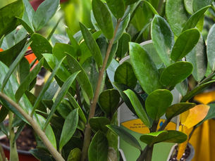 Did You Know ZZ Plants Bloom?