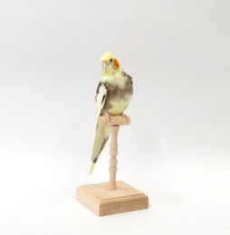 オカメインコ(東京都)