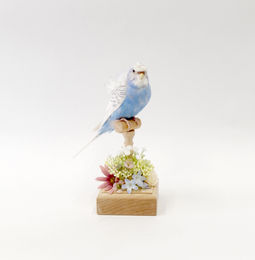 セキセイインコ（北海道）
