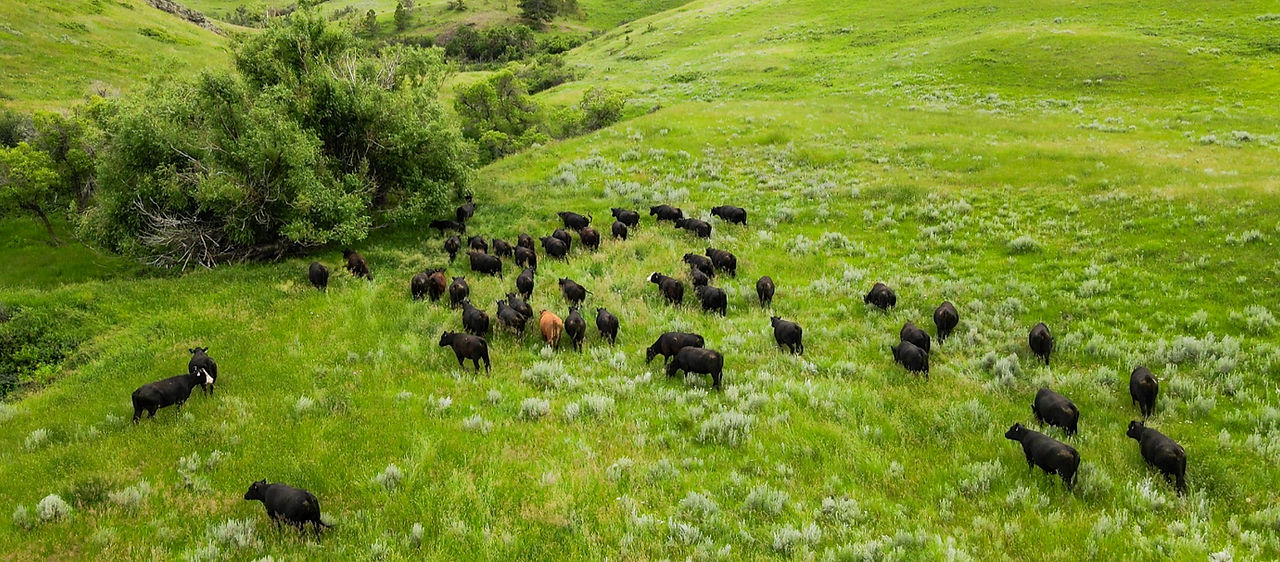 Hould_Angus_Ranch_Main.jpg