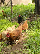 healthy chickens 0745e285-06f6-4123-b82d