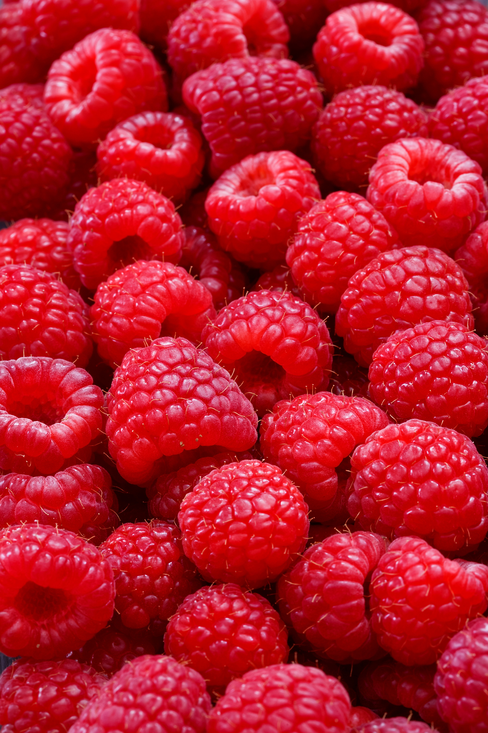 Fresh red raspberries