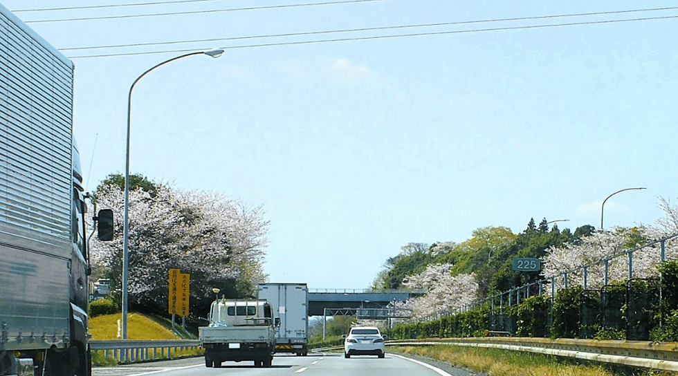 桜が咲いている高速道路