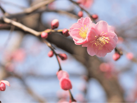 ピンクの梅の花