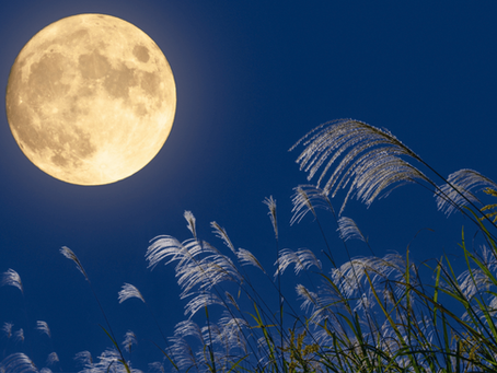 月とすすき