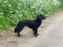 Lobke (Chloe de Twentsche Spioen)