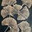 Thumbnail: Woodcut Carving Print Wood Engraving Ginkgo Leaves