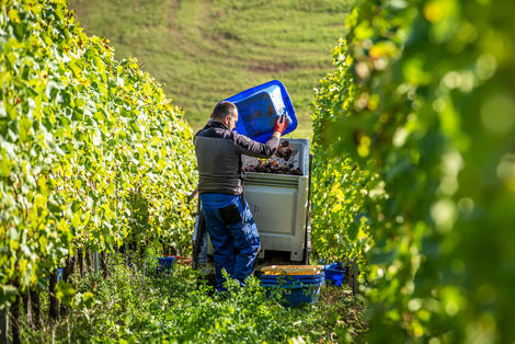 Außenaufnahme und Fotoshooting während der Weinlese in den Weinbergen von Cep D'or in Luxemburg.