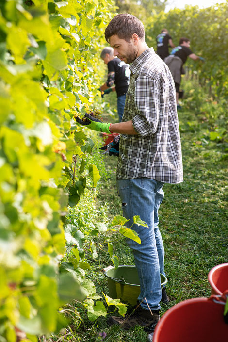 Fotoshooting von einer Weinlese. 