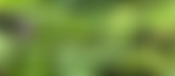 【院子裡的春天】