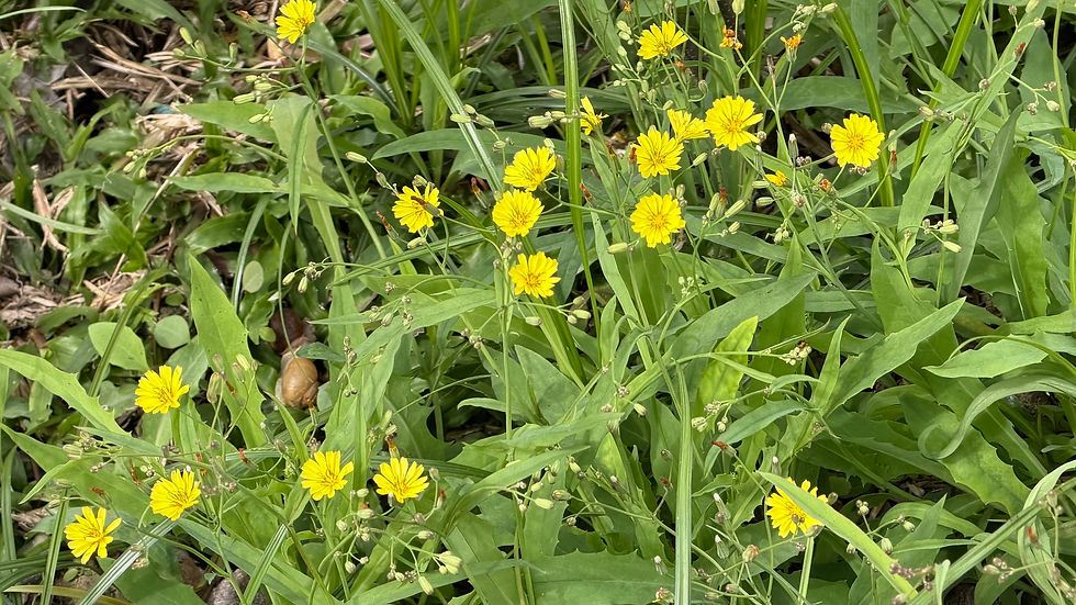 兔子草