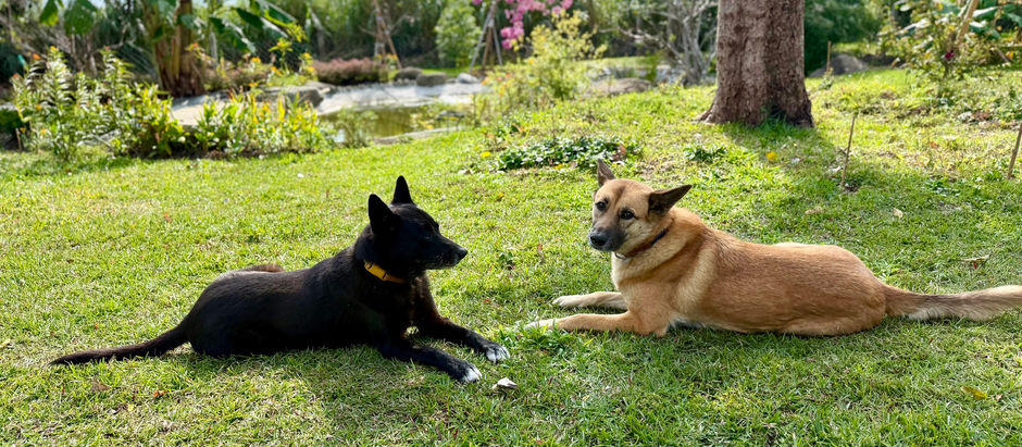 【犬貓大不同】