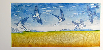 A swoop of summer swallows.jpeg