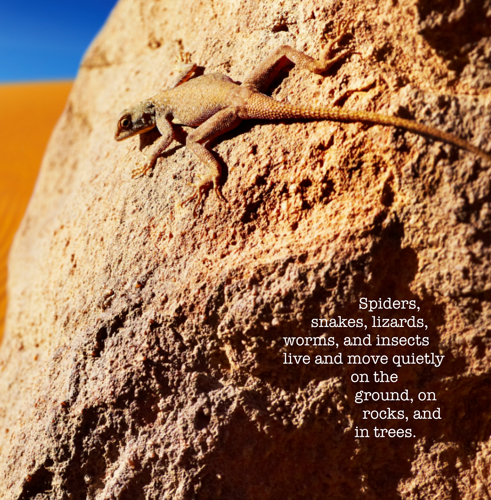 Thumbnail: In the Beginning God Created the Animals - The Creeping Things