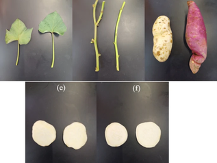 Study on sweet potatoes in relation to nutritional profile against worst invasive plant (Prosopis juliflora) under arid climate of Fujairah