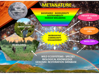 Ecological Civilization COP 15 and Amphibian Sustainability through Reproduction Technologies, Biobanking, and Conservation Breeding Programs (RBCs)