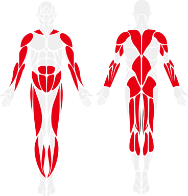 muscle graphic.png