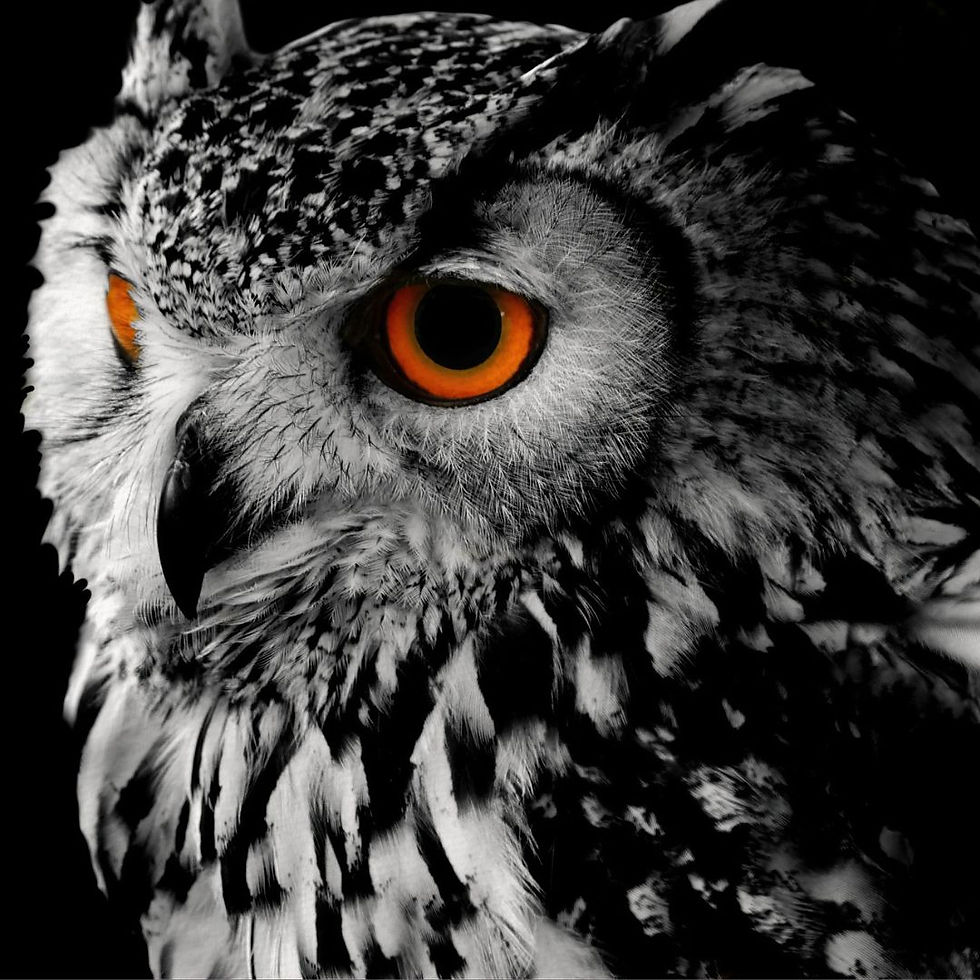Thumbnail: The Owl