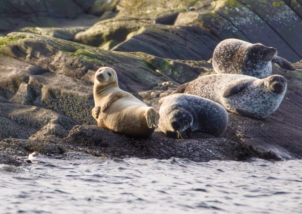 Seals on Loch Fyne