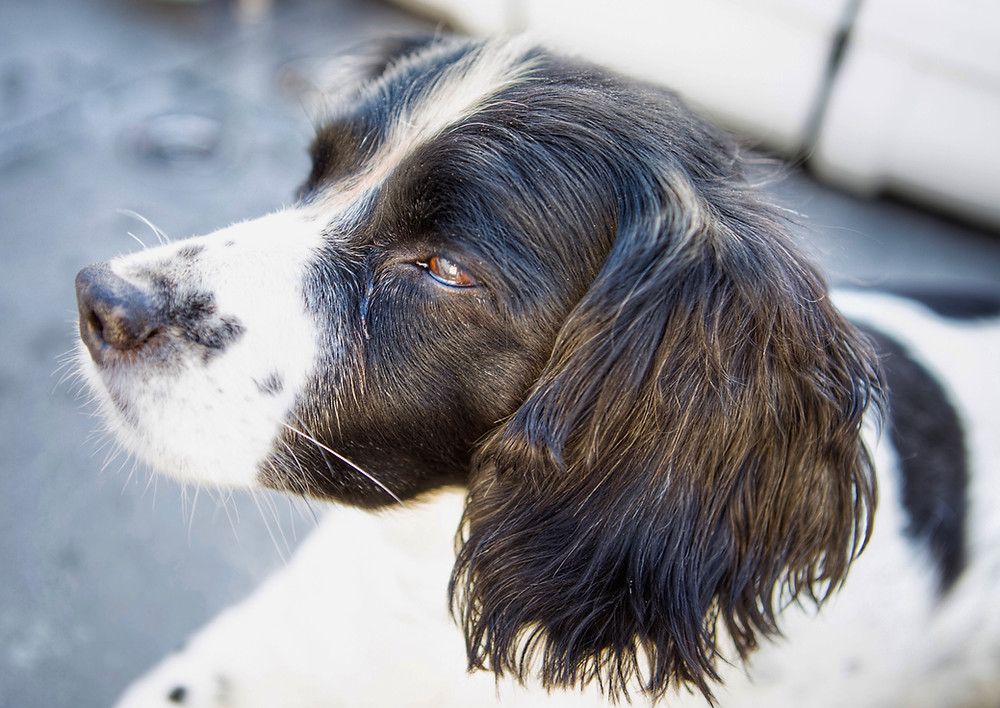 Crystal our Springer Spaniel Reluctant Sea Dog