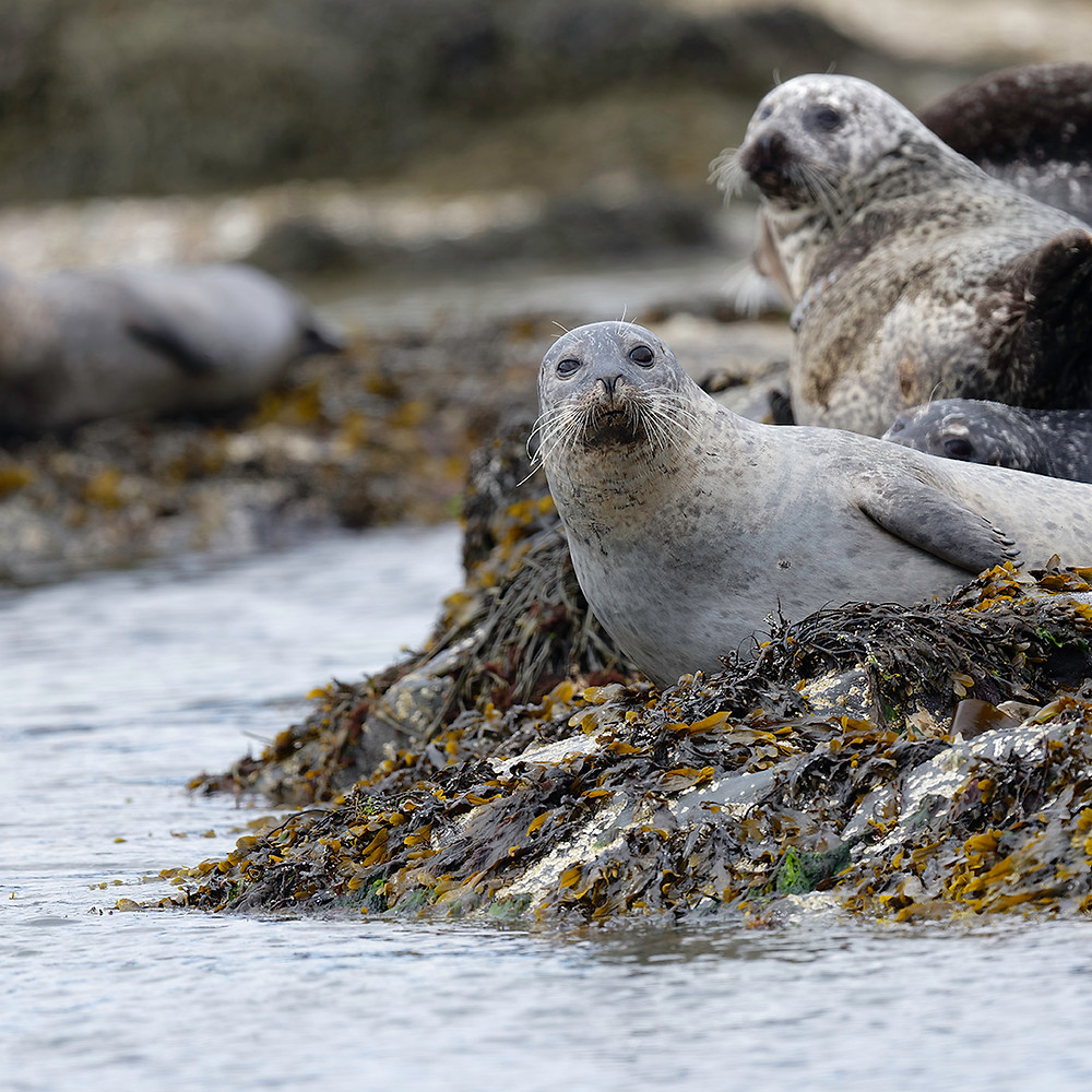 Seals, Loch Fyne Argyll, Scotland, boat tours