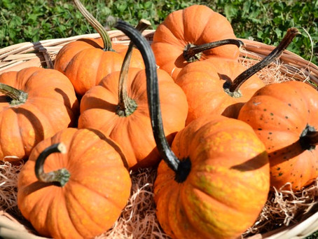 Ed eccole le nostre splendide zucche ornamentali!