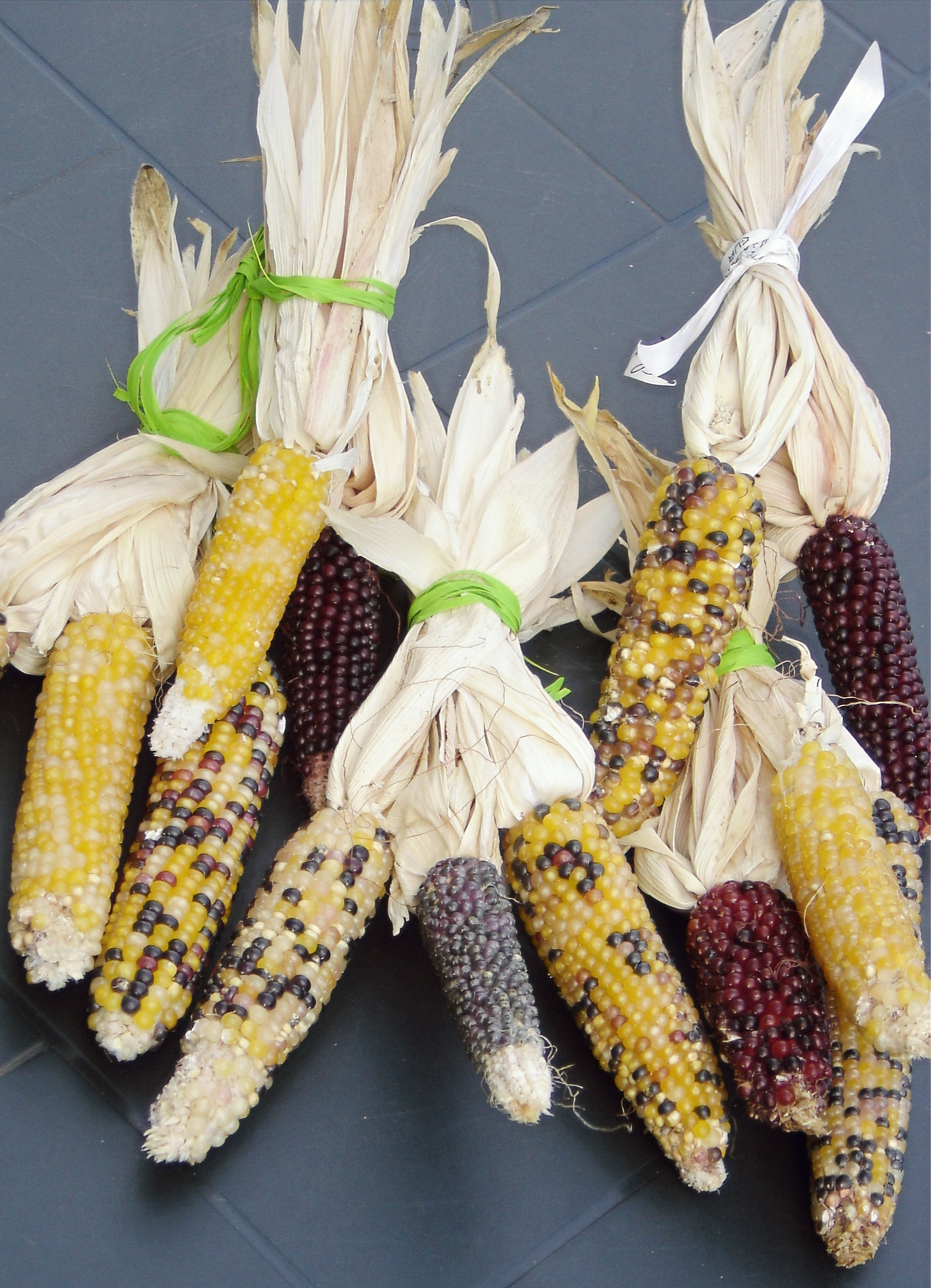 SEMI MAIS ORNAMENTALE