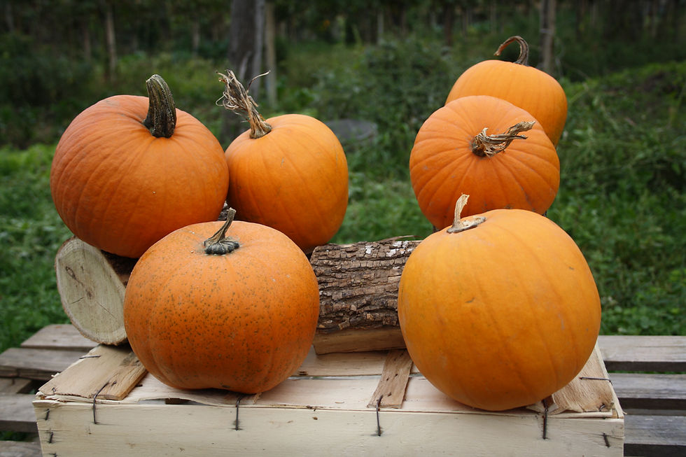 Miniatura: LE ZUCCHE DI HALLOWEEN PREFERITE DAI BAMBINI