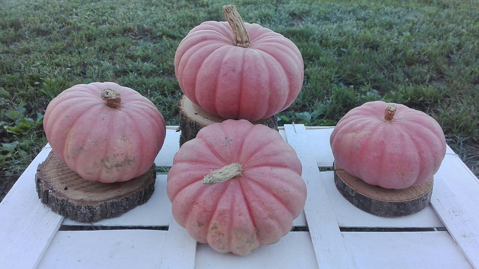 Miniatura: LA ZUCCA ROSA