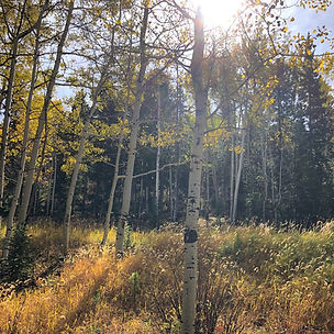 Aspen trees in Colorado. Copyright 2024 Tamara Pester