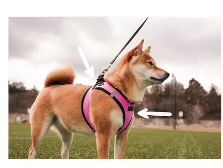 Comment choisir le bon harnais pour son chien ?