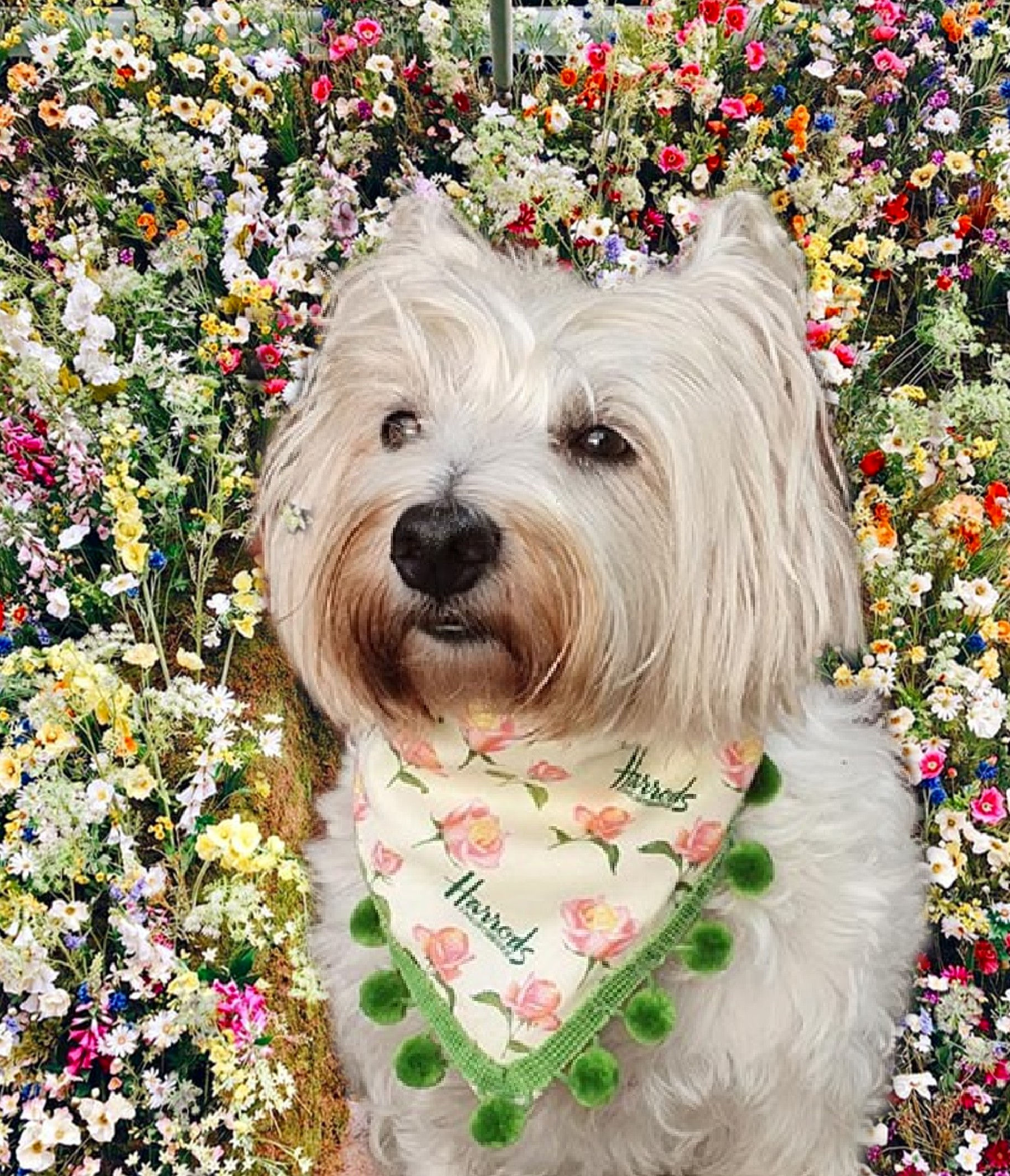 HARRODS PRINTS ~ with luxury velvet pom pom trim