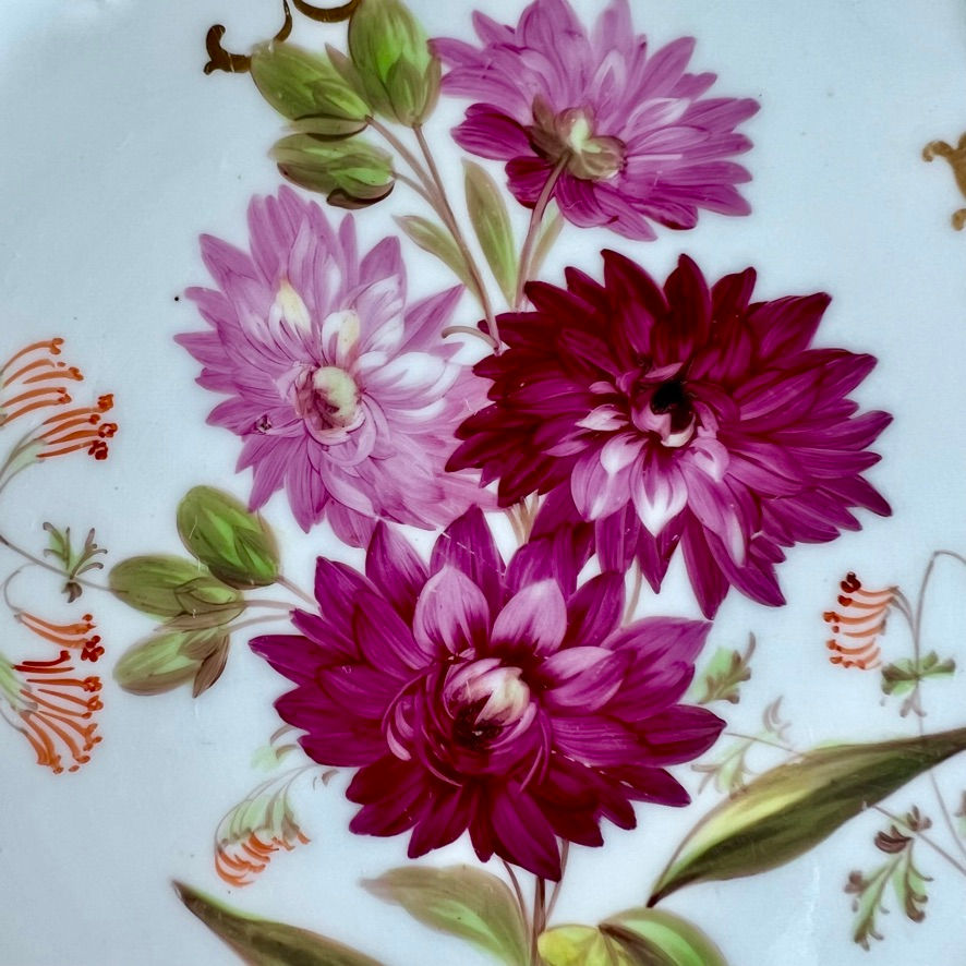 Thumbnail: Samuel Alcock plate, cornucopia rim grey with purple dahlia, ca 1842