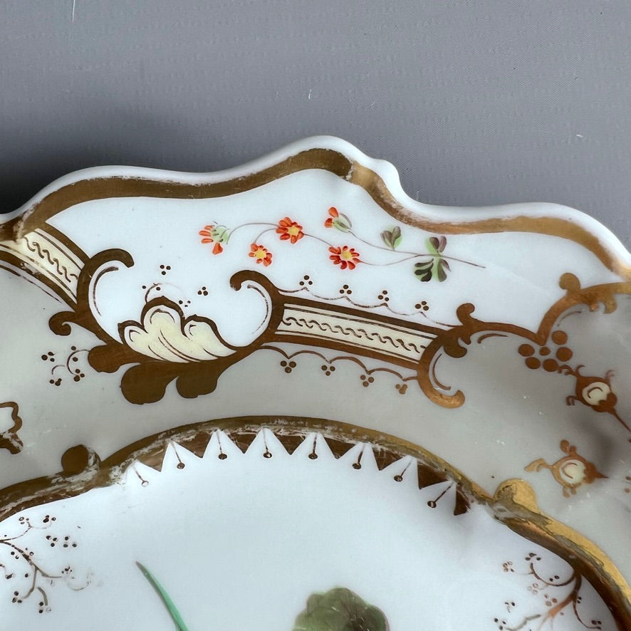 Thumbnail: Samuel Alcock plate, cornucopia rim grey, yellow nasturtium, ca 1835