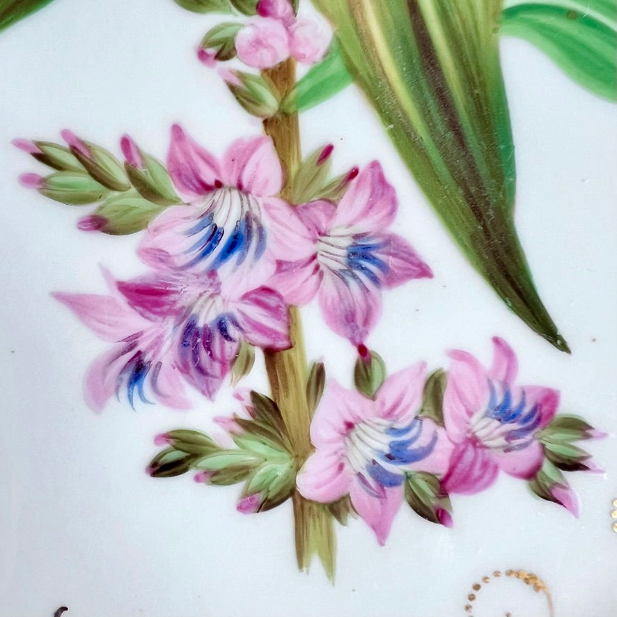 Thumbnail: Samuel Alcock plate, grey and beige acanthus border, pink flower, ca 1835