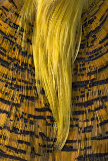 Plume de Coq
