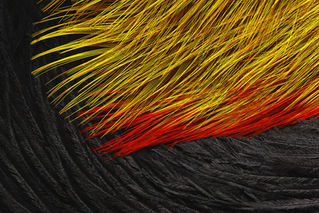 plume Autruche et coq oiseau