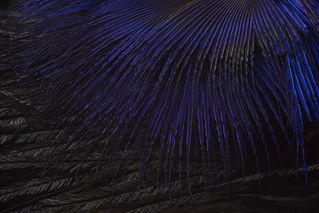 plume Autruche et Paon