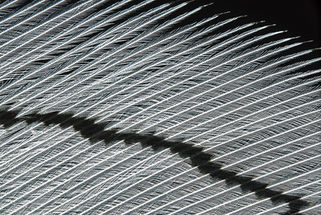 plume oiseau