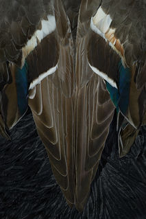 plume de Canard oiseau