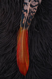 plume de Coq et Autruche