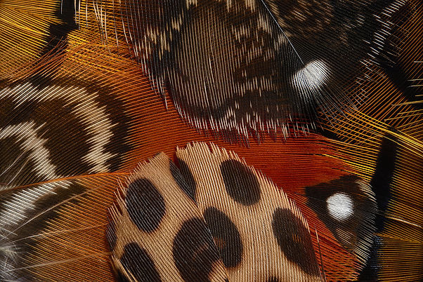 plumes79w.jpg
