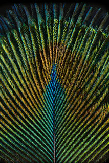 Plume de Paon oiseau